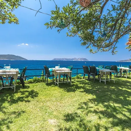 Sardunya Andifli Kaş